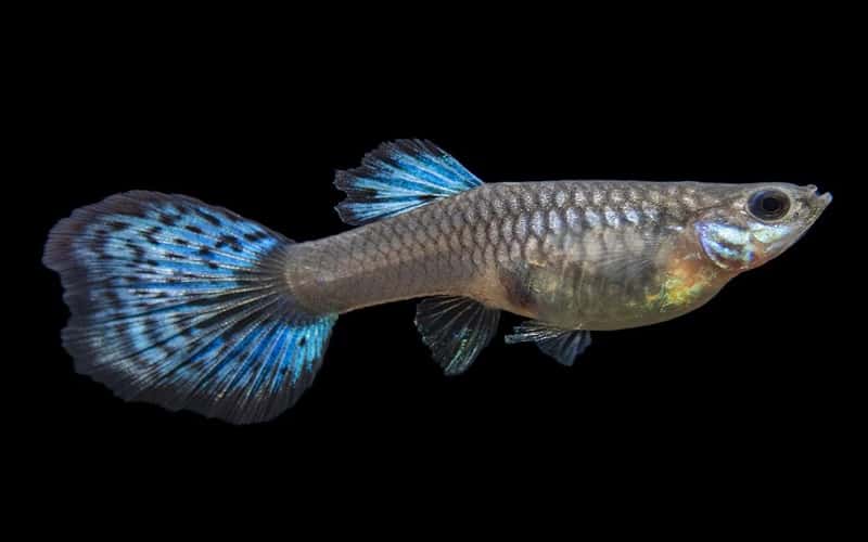 electric-blue-guppies-6-facts