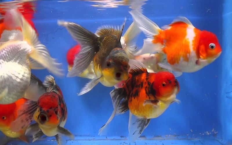 jumbo-goldfish-7-fascinating-facts-1