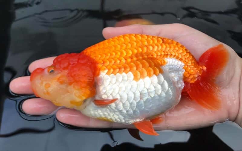 jumbo-goldfish-7-fascinating-facts