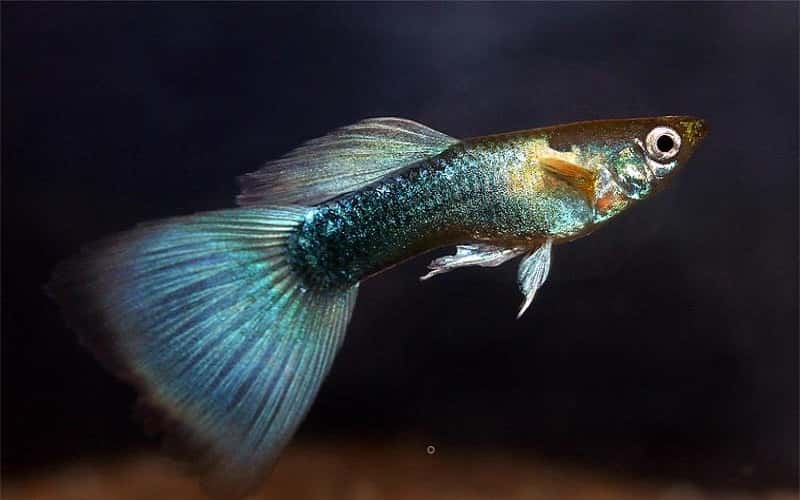 neon-blue-guppies-top-9-facts-1