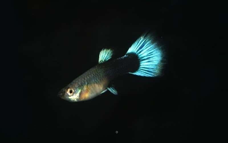 neon-blue-guppies-top-9-facts-2