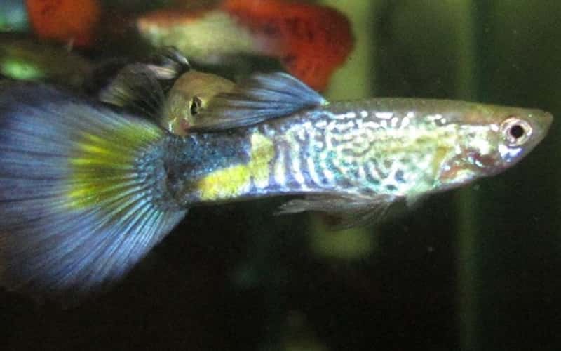 top-6-facts-about-blue-cobra-guppy-1