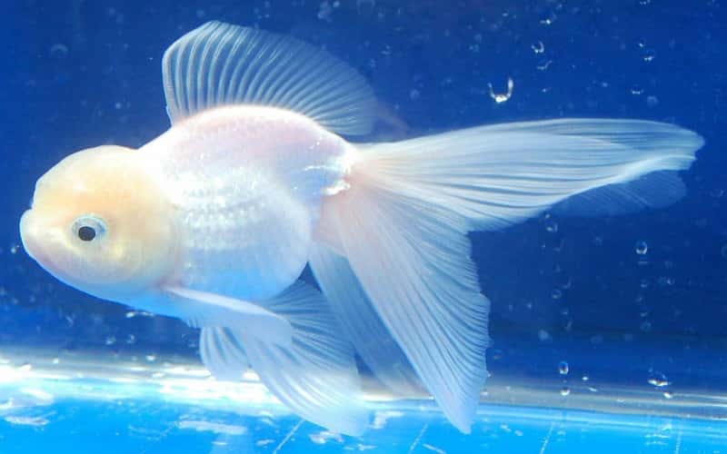 white-oranda-goldfish-6-fascinating-facts-2