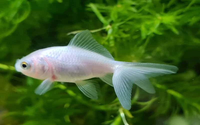 white-oranda-goldfish-6-fascinating-facts