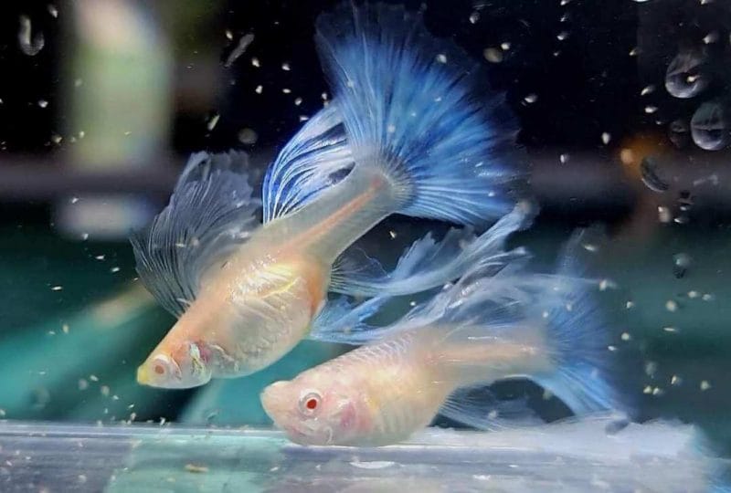 Albino Blue Topaz Guppy: A Glimmering Aquatic Gem & Beautiful Aquatic Aquarium