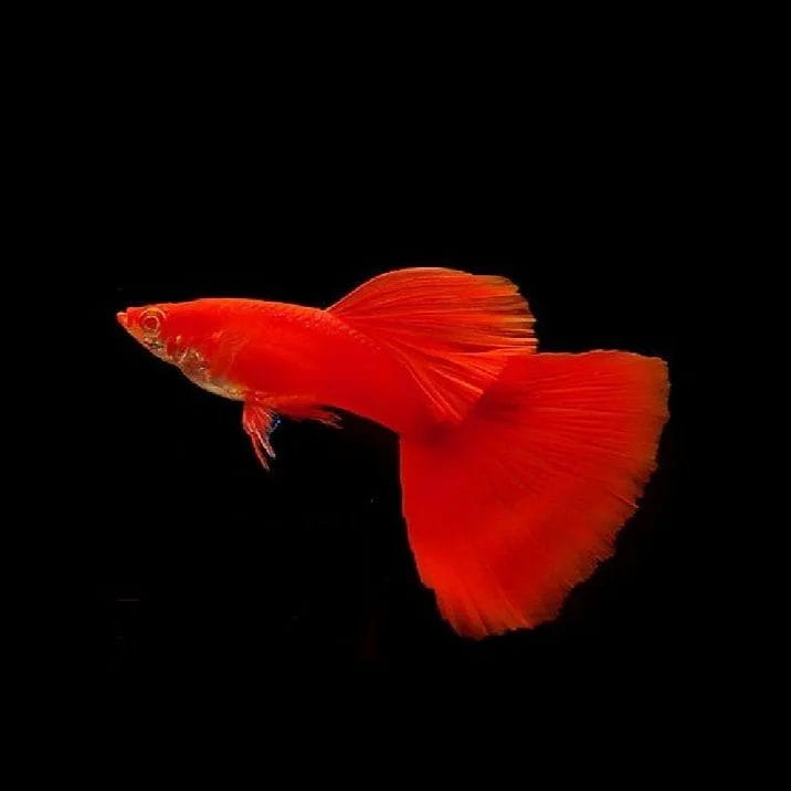 Albino Red Guppy: Elegance in Simplicity