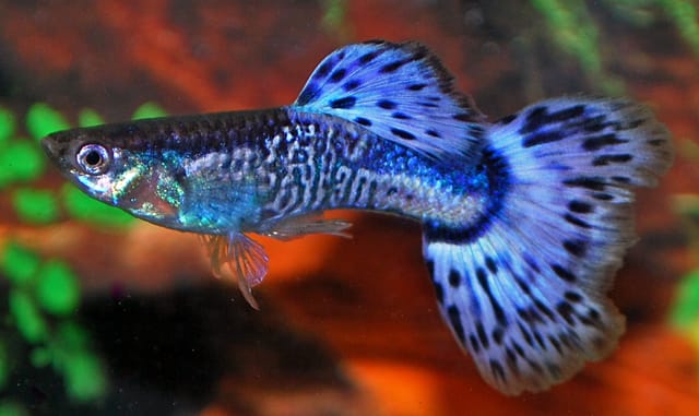 Blue Snakeskin Guppy & Facts You Need To Know