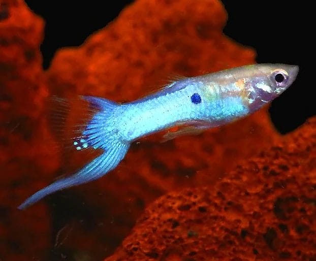 Blue Swordtail Guppy & Facts You Need To Know!