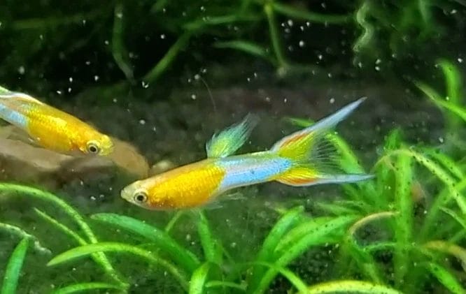Japanese Blue Swordtail Guppy: A Beautiful Ornamental Fish, Knowledge About How To Care & Feeding