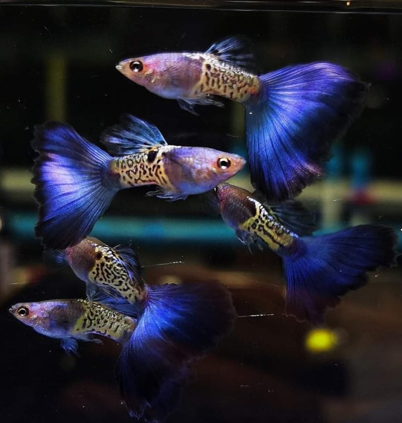 Blue Tail Guppies & Thing You May Want To Know