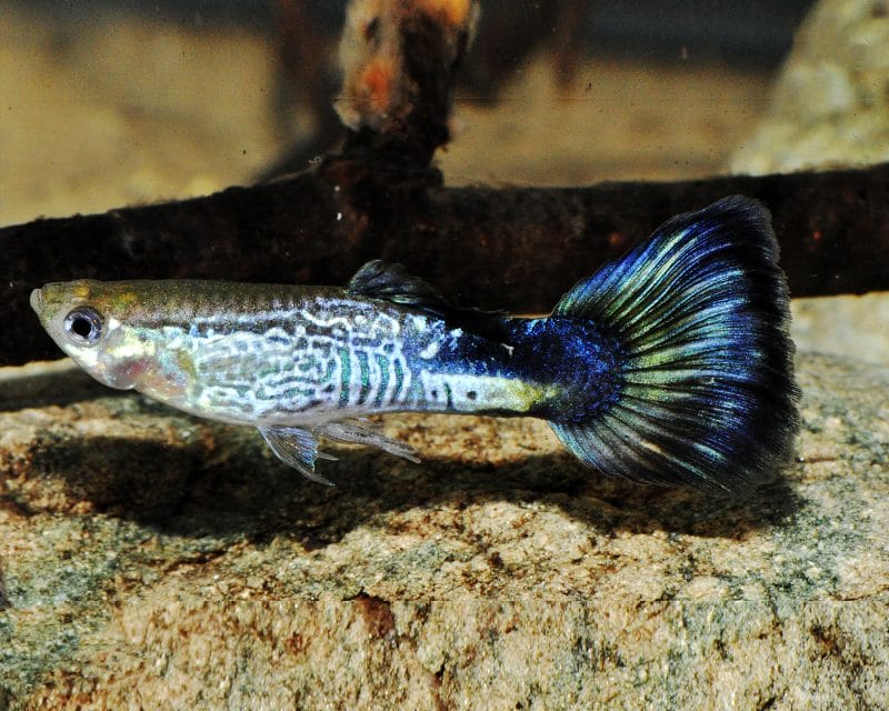 Blue Variegated Guppy & Things You Should Know!