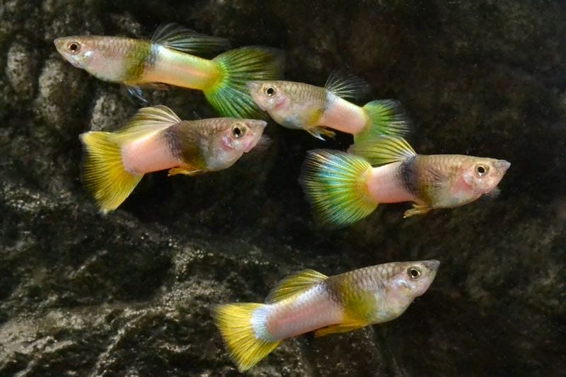 Bumblebee Guppies: A Comprehensive Exploration of Enigmatic Charm