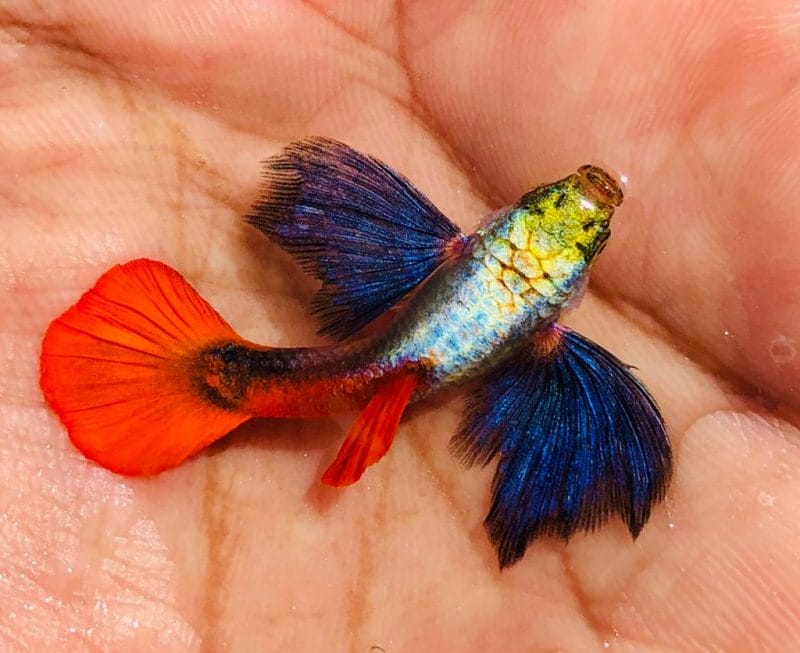 The Enchanting World of Dumbo Guppies: A Comprehensive Guide to the Graceful Elegance of These Unique Fish