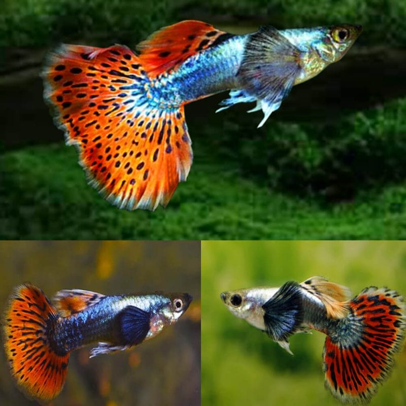 The Enchanting World of Dumbo Guppies: A Comprehensive Guide to the Graceful Elegance of These Unique Fish