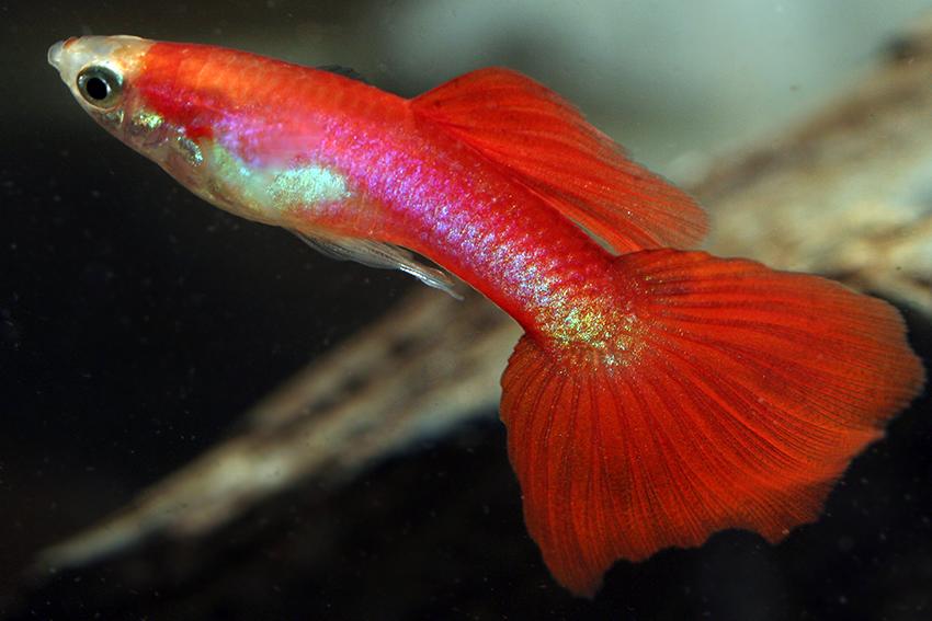 Red Flamingo Guppy: One Beautiful Type Of Classic Aquarium Fish