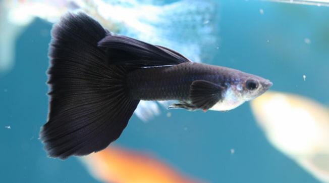Full Black Guppy: The Epitome of Elegance in Aquatic Realms