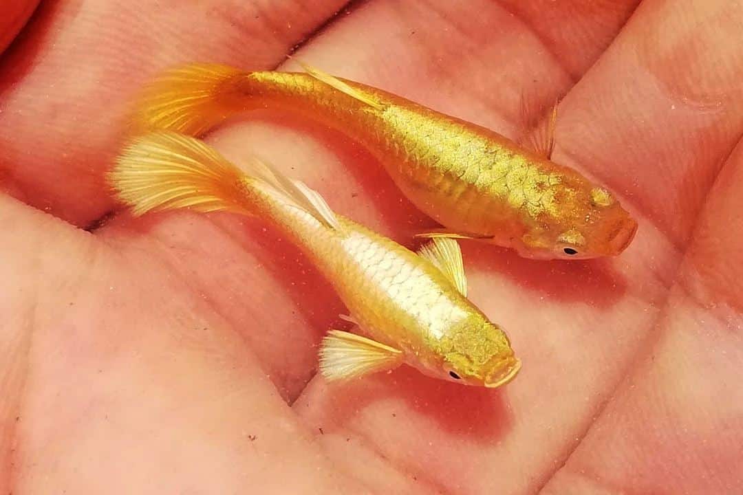 Full Gold Guppy: A Type of Beautiful Feng Shui Ornamental Fish