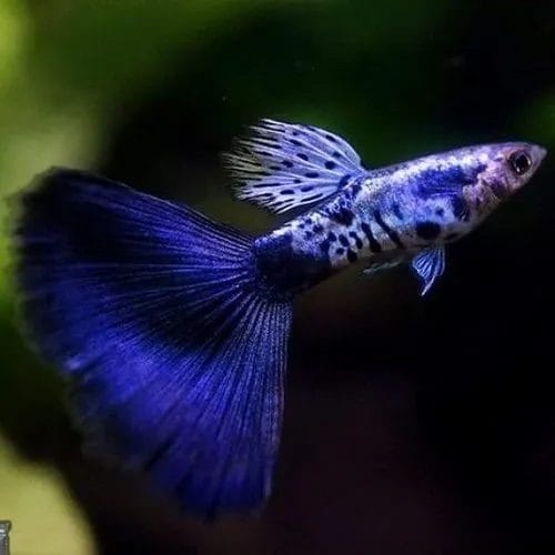 Galaxy Blue Tail Guppies & Top Facts