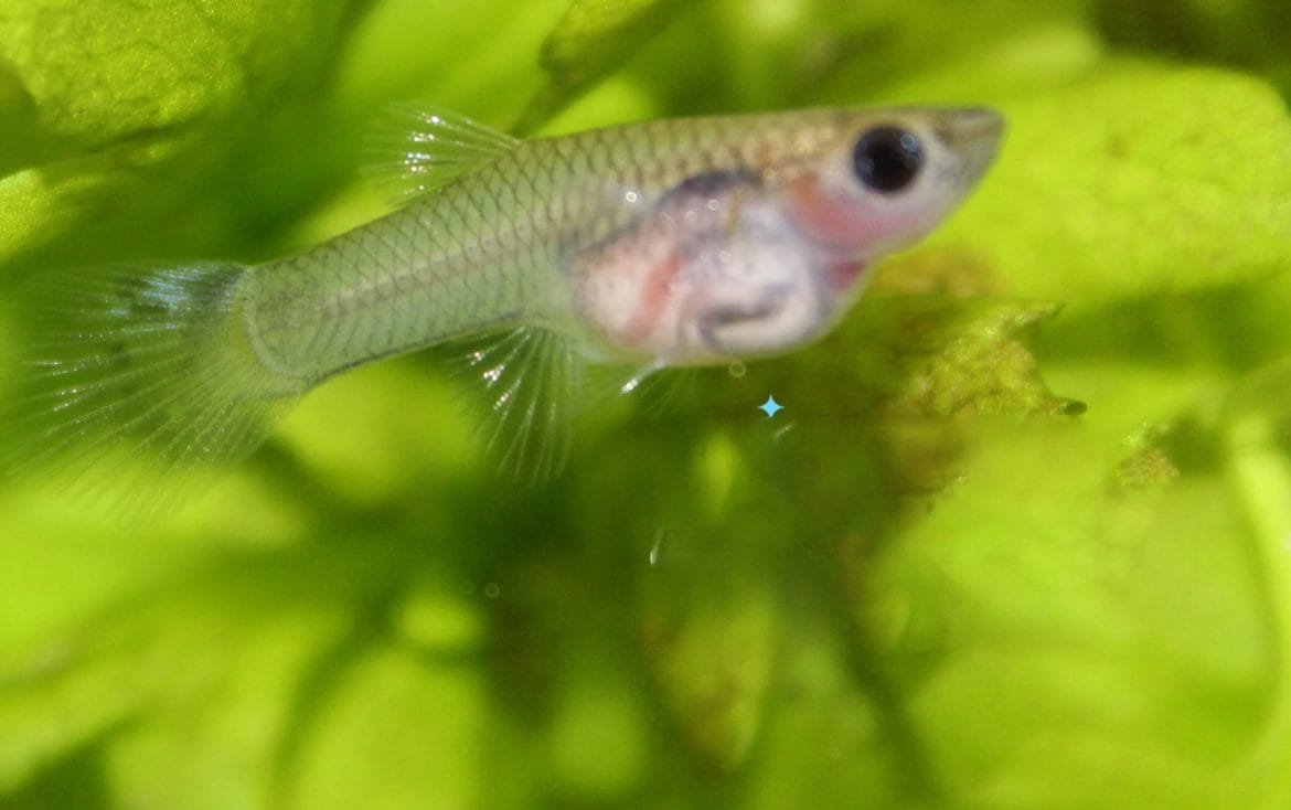 The Elegance of Glass Belly Guppy & Top 3 Facts You Must Know