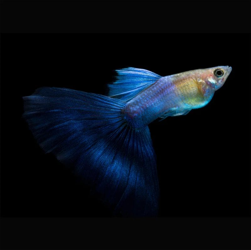 Japan Blue Tail Guppies & Facts You Need To Know!