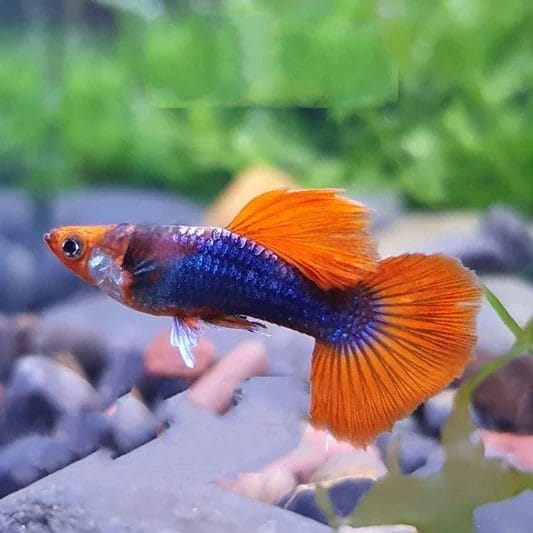 The Enigmatic Charm of Koi Tuxedo Guppy: All Thing You Need To Know