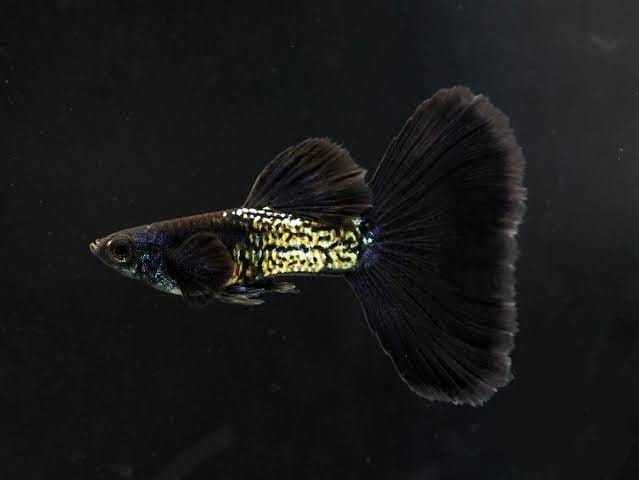 Unveiling the Radiance of Metal Guppies: Exploring the Shimmering Beauty and Charm of These Aquatic Jewels