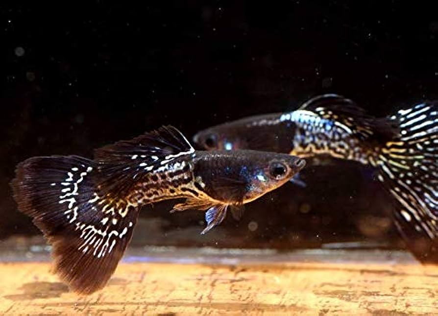 Unveiling the Radiance of Metal Guppies: Exploring the Shimmering Beauty and Charm of These Aquatic Jewels