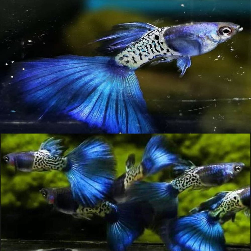 Metallic Blue Guppies: Top 3 Facts You Must Know About It