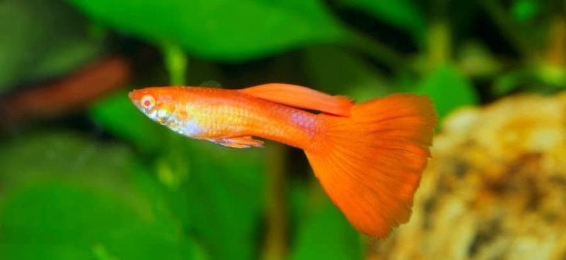 Orange Guppy: One Type of Elegance in Aquarium & Great Adice on Take Care