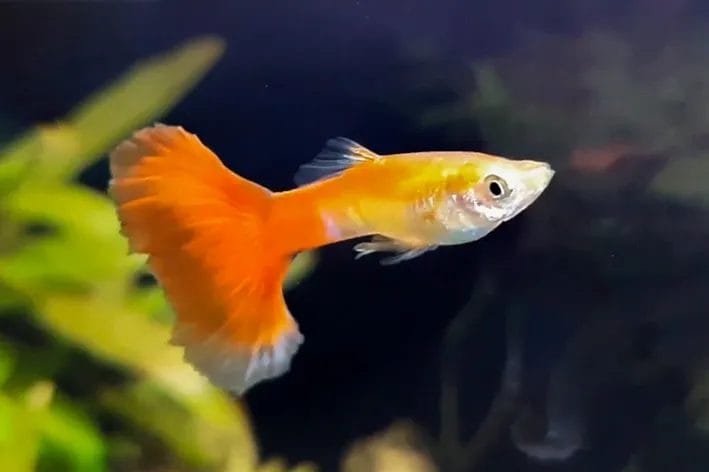 Orange Guppy: One Type of Elegance in Aquarium & Great Adice on Take Care