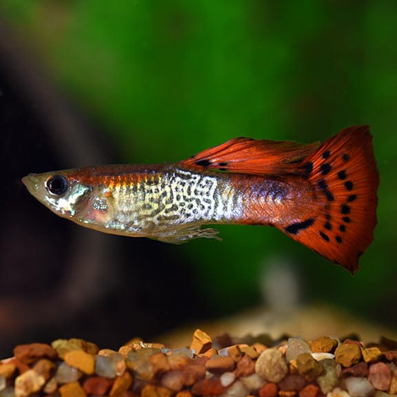 Red Cobra Guppy & 7 Amazing Things You Must Know