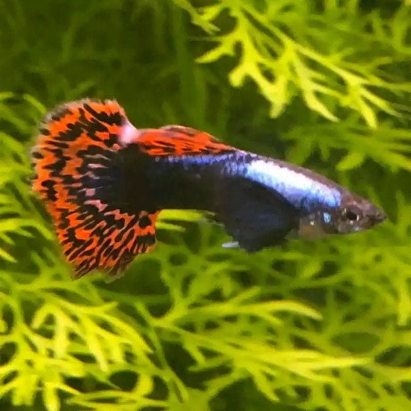 Red Mosaic Guppy: A Beautiful Living Canvas of Elegance Aquarium