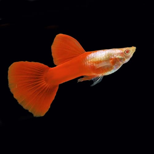 Red Panda Guppy: An Amazing Fish & Great Advice From Aquarium Specialist