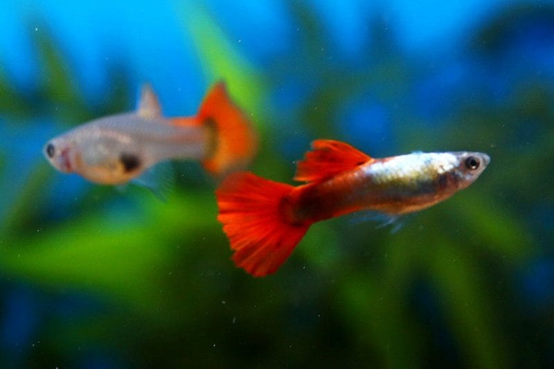 Dumbo Red Tail Guppy Varieties That Can Be Kept Together