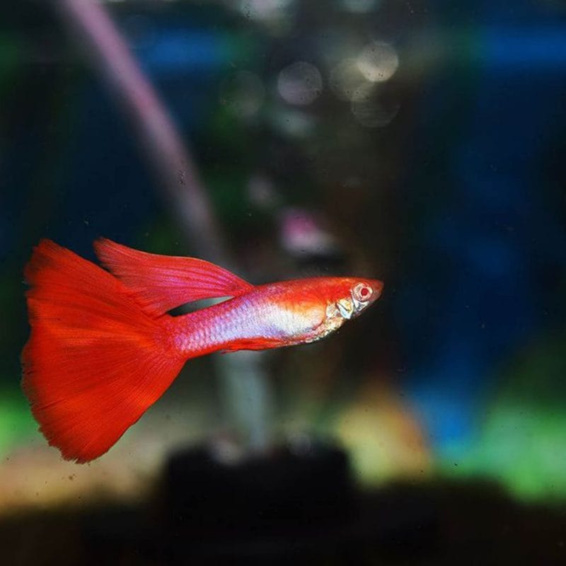 Red Tail Guppy