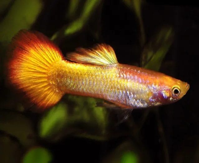 The Tequila Sunrise Guppy