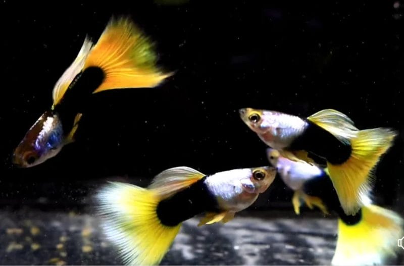 Yellow Tuxedo Guppy Varieties That Can Be Kept Together