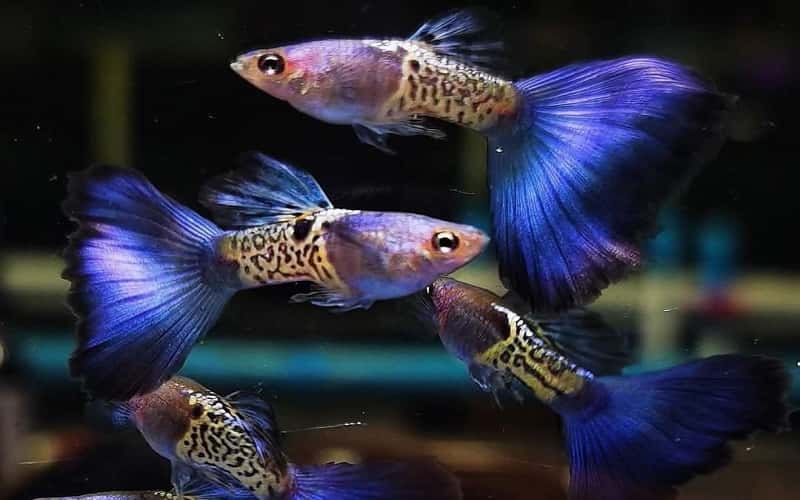 blue-snakeskin-guppy-6-facts-you-need-to-know