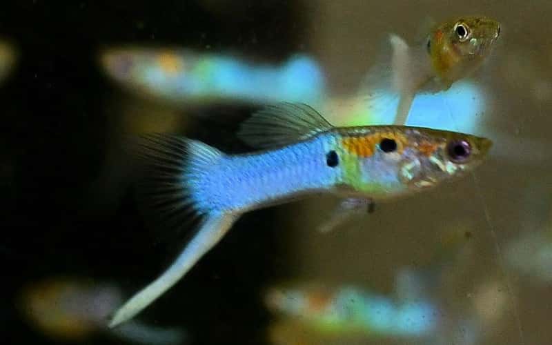 blue-swordtail-guppy-6-facts-you-need-to-know