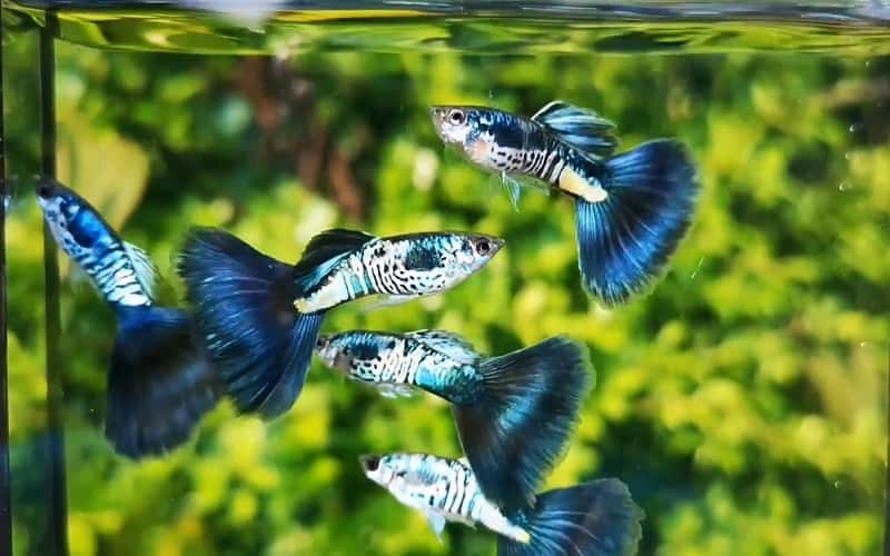 blue-tail-guppies-5-thing-you-may-want-to-know-1