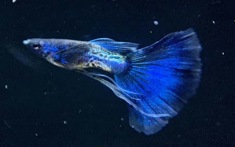 blue-tail-guppies-5-thing-you-may-want-to-know