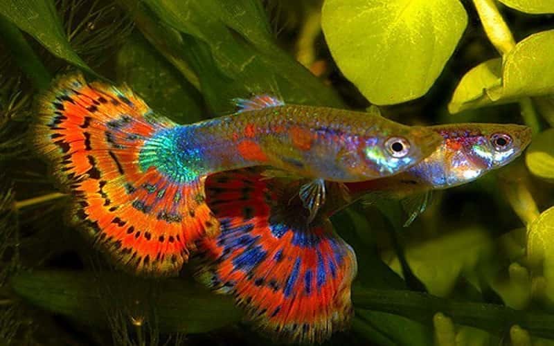 blue-variegated-guppy-6-things-you-should-know-1