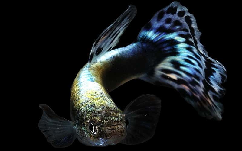 blue-variegated-guppy-6-things-you-should-know