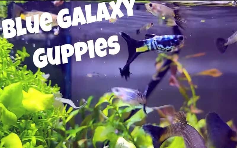 galaxy-blue-tail-guppies-top-5-facts-2