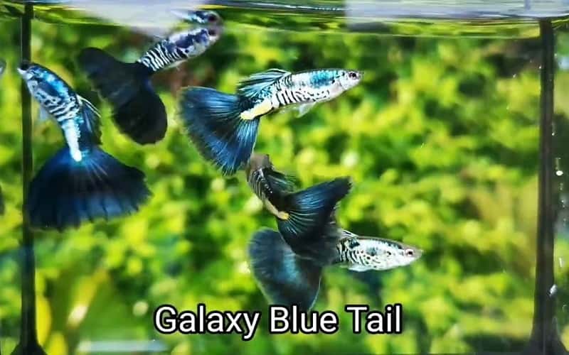 galaxy-blue-tail-guppies-top-5-facts