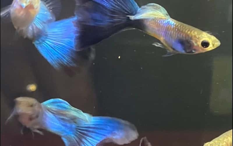japan-blue-tail-guppies-5-facts-you-need-to-know-1