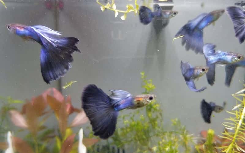 japan-blue-tail-guppies-5-facts-you-need-to-know-2