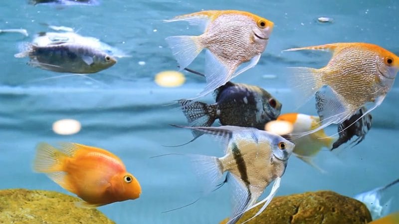 Angelfish Goldfish Varieties Suited for Cohabitation