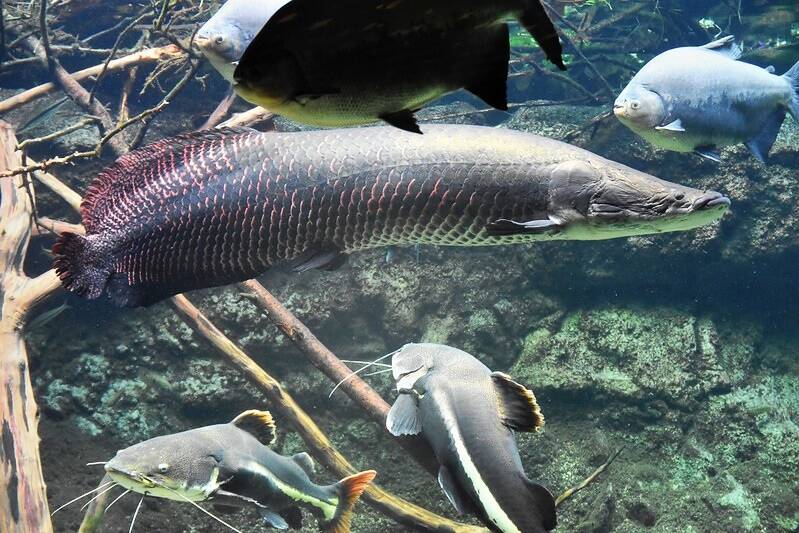 Behavior of Arapaima Fish: The Secrets of the Air-Breathing Fish