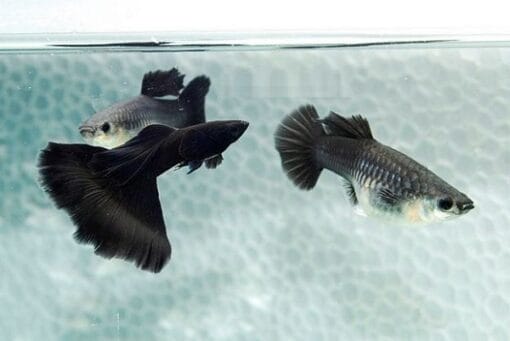 The Enigmatic Beauty of Black Guppy Fish: A Closer Look at This Aquatic Marvel